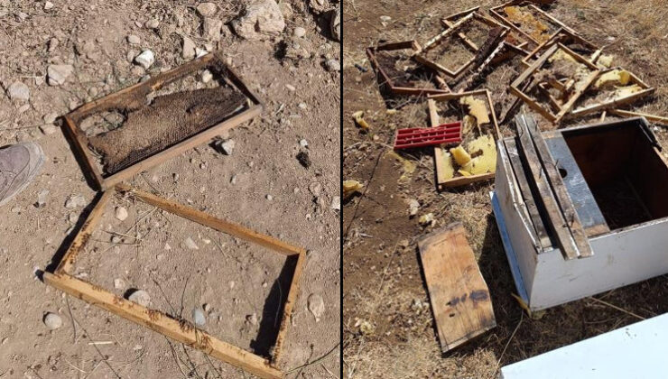 Üretici 100 bin lira zarara uğradı: Her yıl ayı saldırısına uğruyoruz
