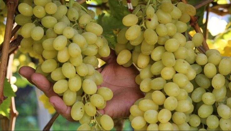 Üzüm satışı için 4 Ağustos'ta izin çıkacak: 100 milyon dolar satış bekleniyor