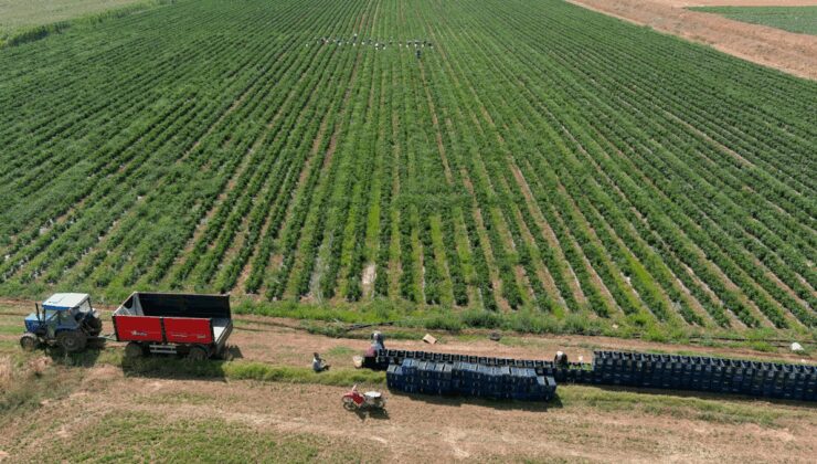 'Yetişmez' diyenleri utandırdı! 1 günde 14 ton hasat
