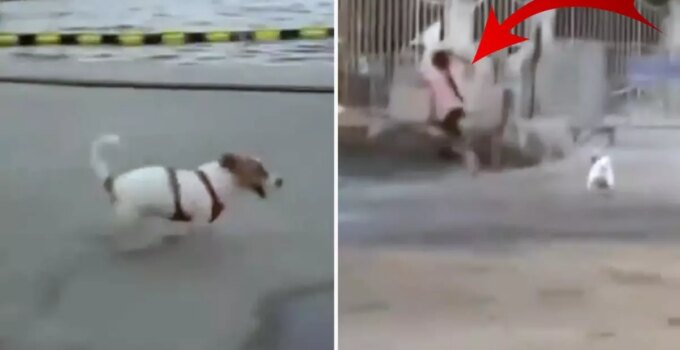 Yapımcı Erol Köse’nin kızı, köpeği serbest bırakıp çocuğun üzerine saldı