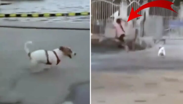 Yapımcı Erol Köse’nin kızı, köpeği serbest bırakıp çocuğun üzerine saldı