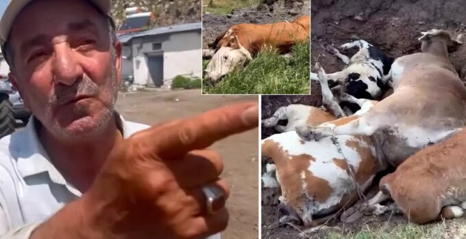 Yetkililer buna ne diyecek? Şap hastalığının vurduğu Ardahan’da vatandaştan olay sözler