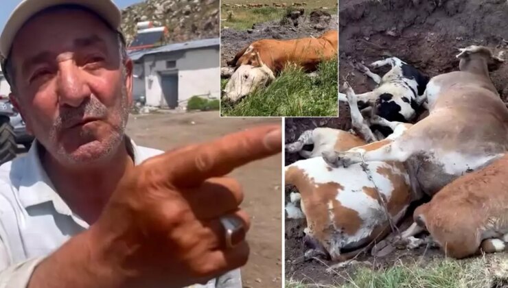 Yetkililer buna ne diyecek? Şap hastalığının vurduğu Ardahan’da vatandaştan olay sözler