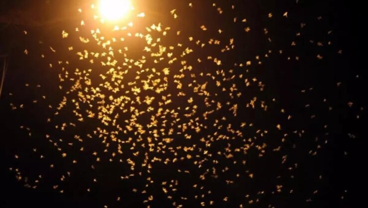 Yol beyaza büründü! Kar değil, ‘ölüm dansı’