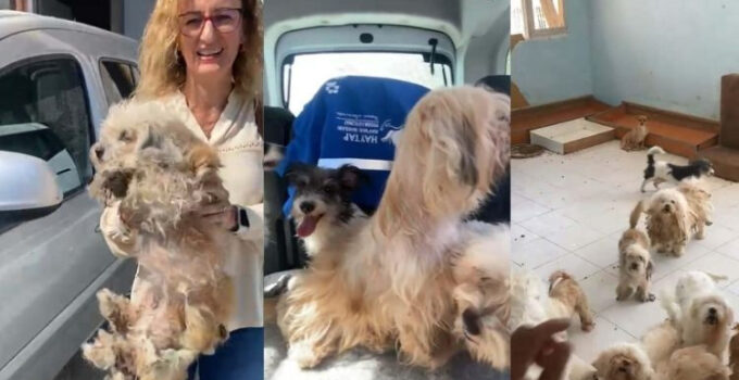 20 köpeği kötü koşullarda tutan kadına 830 bin TL ceza