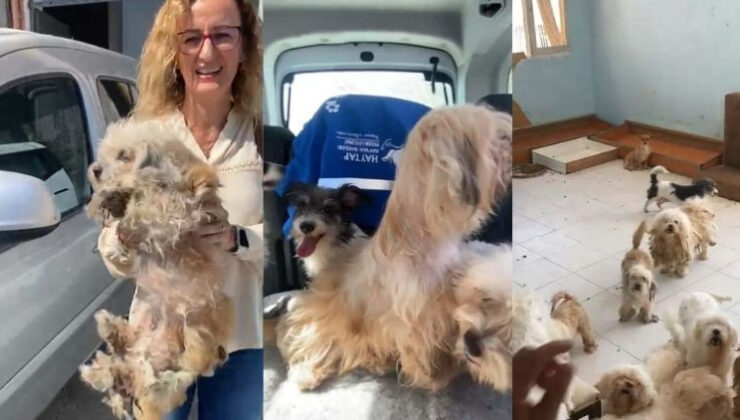 20 köpeği kötü koşullarda tutan kadına 830 bin TL ceza
