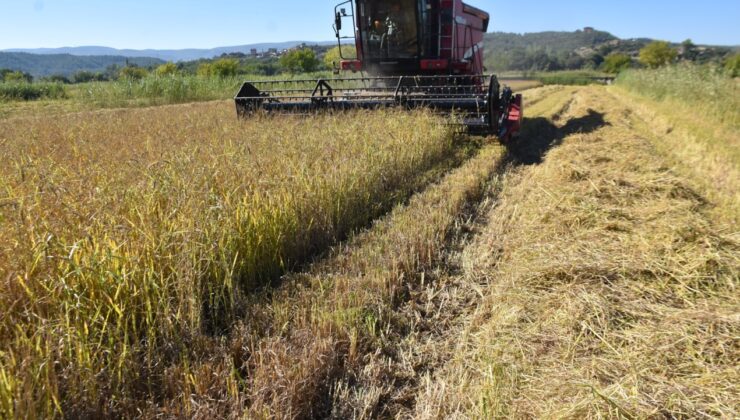 Boyabat’ta çeltik hasadı başladı: 14 bin ton ürün bekleniyor