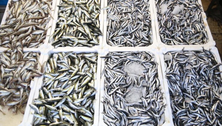 Geçen yıl palamut bolluğu vardı, bu yıl istavrit öne çıktı: Fiyatlar 100 liradan başlıyor