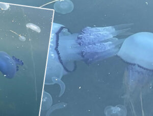 Gemlik Körfezi’ndeki kabus bir gecede bitti! ‘Bu kötü rüyadan uyanmayı beklerken ilginç bir gelişme oldu’