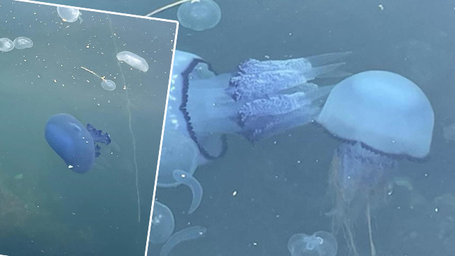 Gemlik Körfezi’ndeki kabus bir gecede bitti! ‘Bu kötü rüyadan uyanmayı beklerken ilginç bir gelişme oldu’