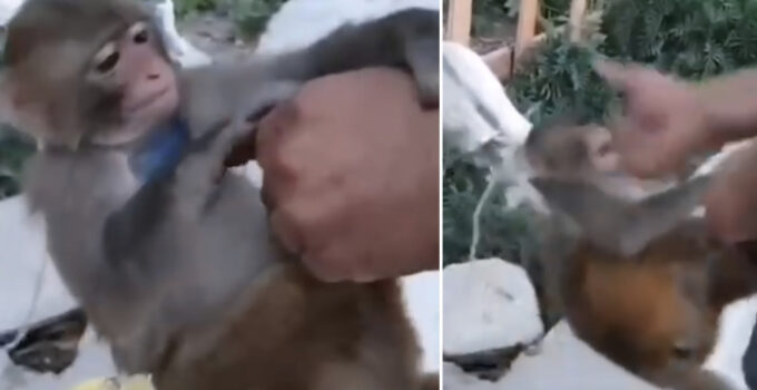 Hatay’da şiddet uygulanan maymun, kurtarılıp korumaya alındı