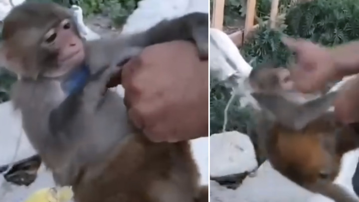 Hatay’da şiddet uygulanan maymun, kurtarılıp korumaya alındı