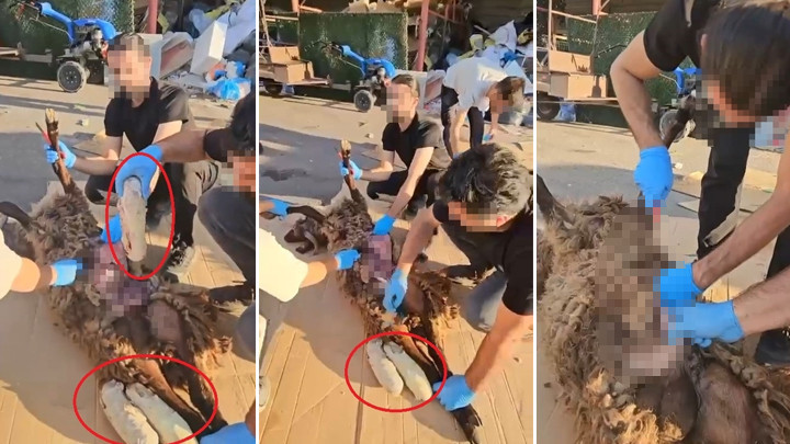 Ölü koyunun karnında uyuşturucu madde tespit edildi! 1 gözaltı