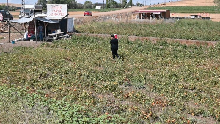 Tarlasını vatandaşa açtı, paraya para demedi