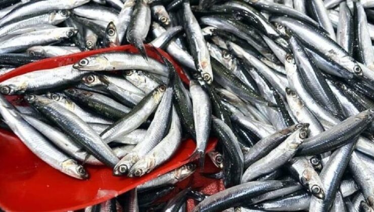 Trabzon'da hamsi ve istavrit bolluğu: 150 liradan satışa sunuluyor
