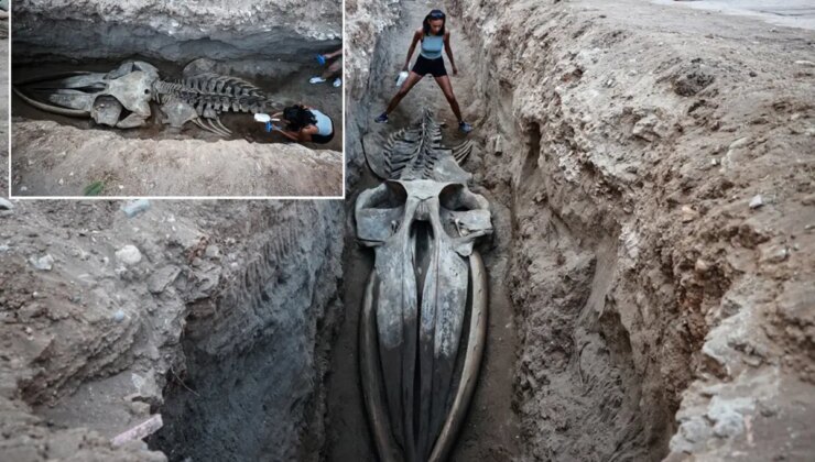 4 yıl önce gömülmüştü, topraktan çıkarılıyor! Boyu tam 14 metre
