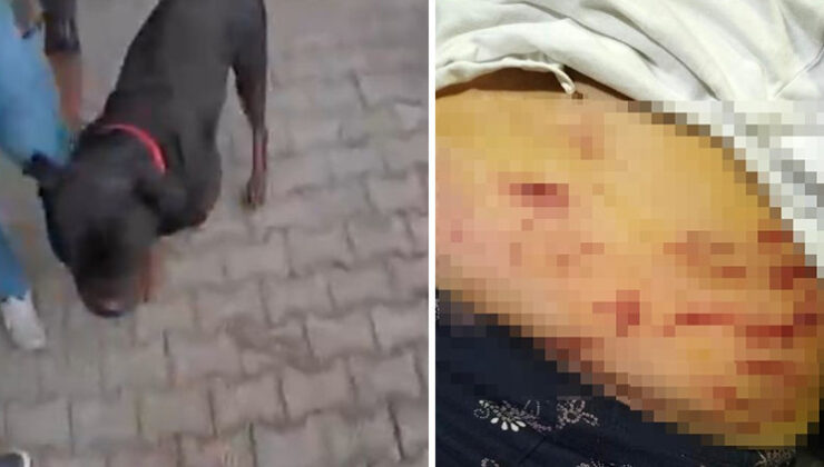 Ağızlıksız gezdirilen köpek önüne gelene saldırdı! Korku dolu anlar kamerada
