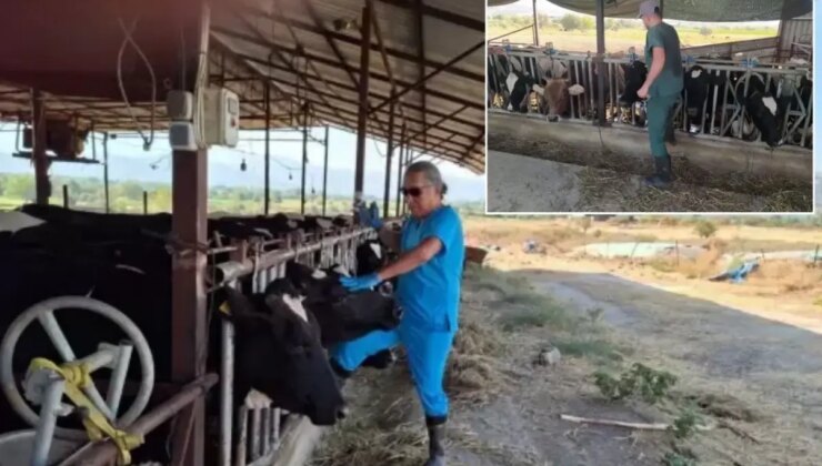 Aydın’da şap hastalığı kabusu! Çok sayıda mahalle karantinaya alındı