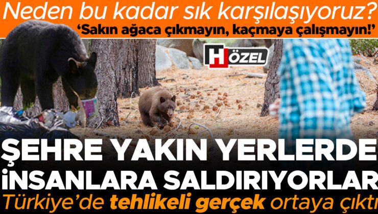 Ayı saldırısına uğrayan insan sayısı her gün artıyor! Peki neden ayılar ve insanlar bu kadar çok karşılaşıyor? Saldırı anında nasıl hayatta kalacağız? Uzman…