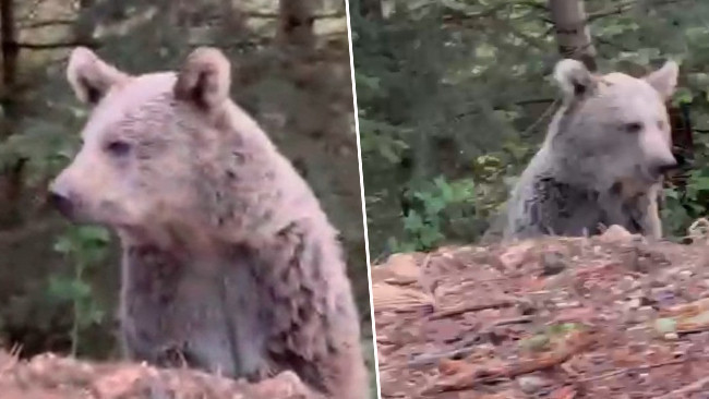 Bolu’da bir vatandaş ayı ile konuştu: Kanka, cips vereyim mi?