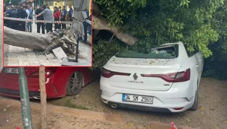 Devrilen ağaç araçları ezdi geçti!