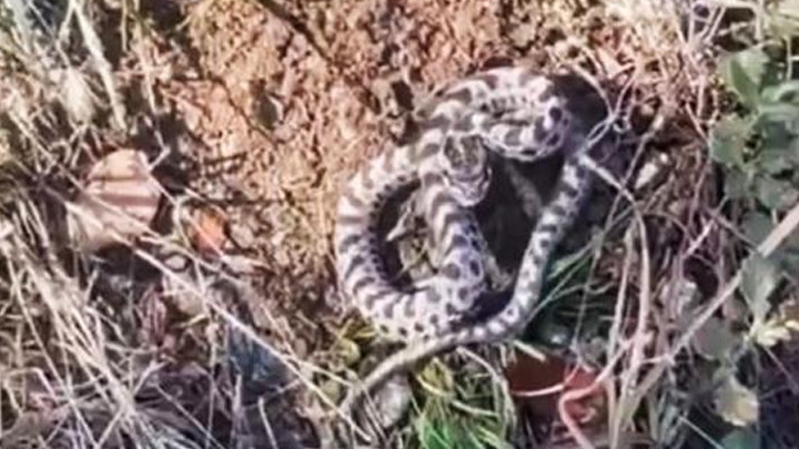 Dünyanın en zehirlisi… Karabük’te mantar ararken karşılaştı