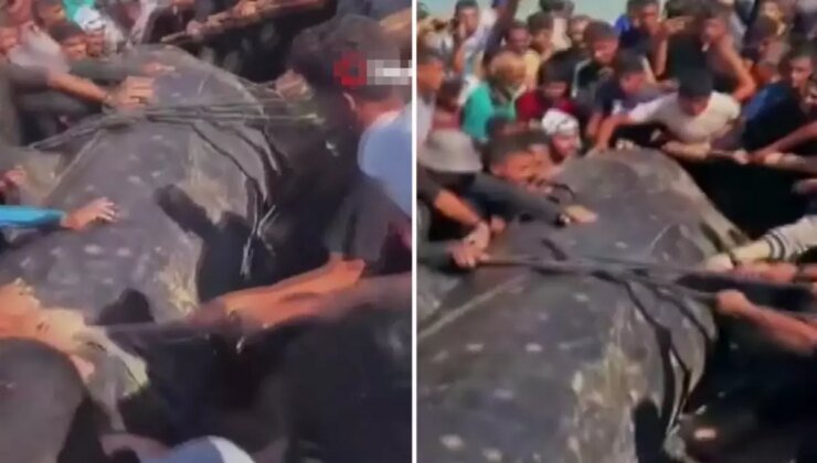 Gazze’de yaklaşık 10 metre uzunluğundaki dev balık karaya vurdu