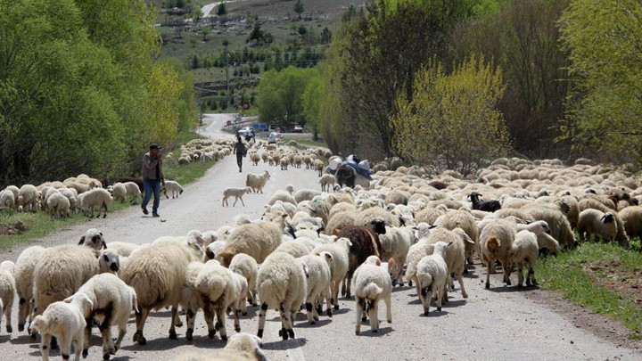 Geleneksel göç: Yayla mesaisinin sonu… Sürüleriyle kilometrelerce yol yürüyorlar