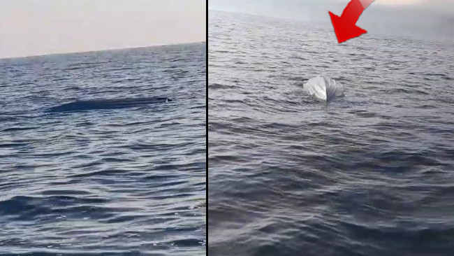 Karadeniz kıyılarında tedirgin eden cisim! İnceleme başlatıldı