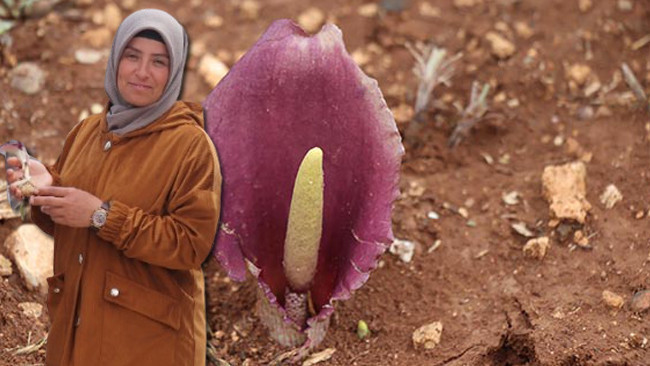 Mantar toplarken fark etti dünya tarihine geçti! Zehirli bir tür! ‘Türkiye bu cinsin en önemli çeşitlenme merkezlerinden biri’