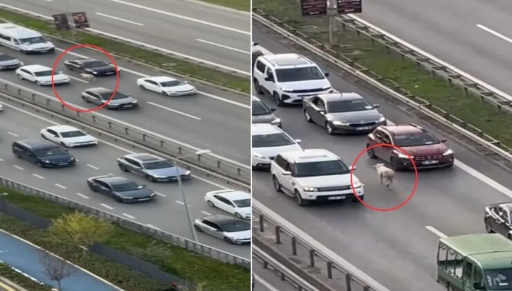 Nereden çıktığını kimse anlamadı! Trafiği birbirine kattı