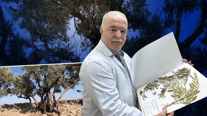 Nuh’un Gemisi nerede? Zeytin ağacından gelen delil… ‘Ağrı Dağı’nda değil, burada’