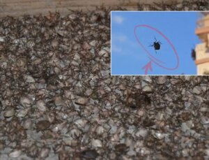 "Dünyanın sonunu getirecek böcek" İstanbul’da görüldü