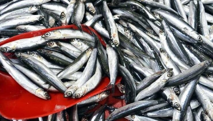 Sinop'ta balıkçı tezgahları doldu: 150 liradan satılıyor