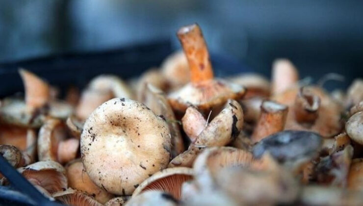 4 kişi mantardan zehirlenerek hastanelik oldu