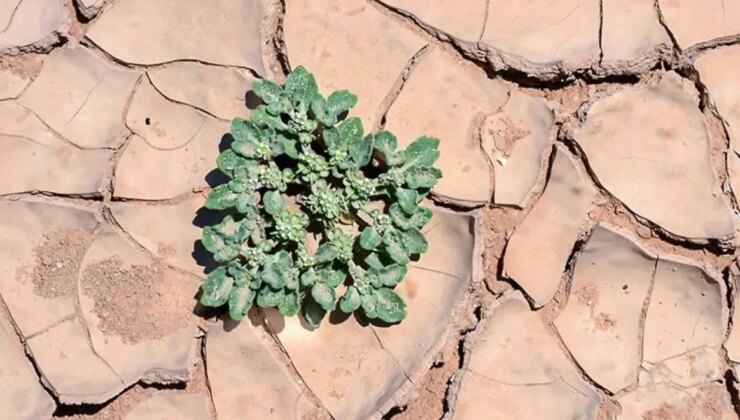 49°C sıcaklıkta bile yaşayan bu bitki tarımda her şeyi değiştirebilir