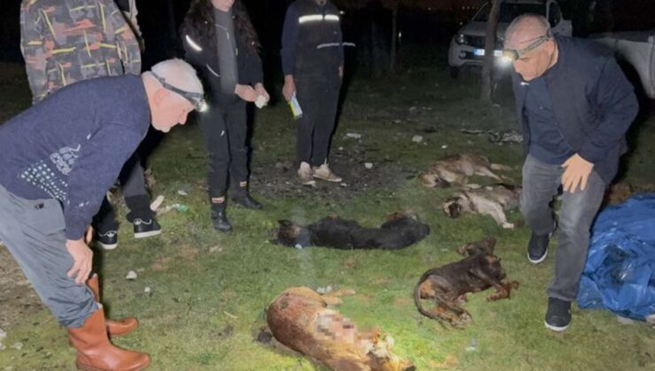 9 köpek vurularak öldürüldü