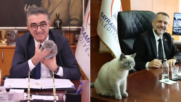 AKP Bayrampaşa’da durmuyor: Kediye de ‘kayyum’ atandı!