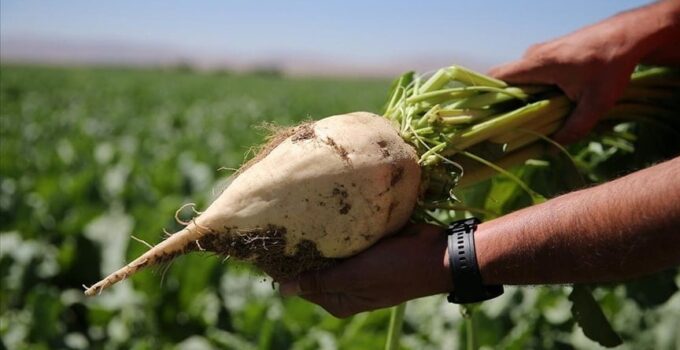 Altın değerinde topraklar Türkiye'nin inci şehrinde: Ayçiçeğinden şeker pancarına ne ekilirse 6 katını veriyor