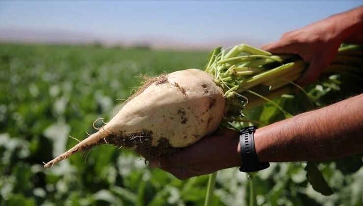 Altın değerinde topraklar Türkiye'nin inci şehrinde: Ayçiçeğinden şeker pancarına ne ekilirse 6 katını veriyor