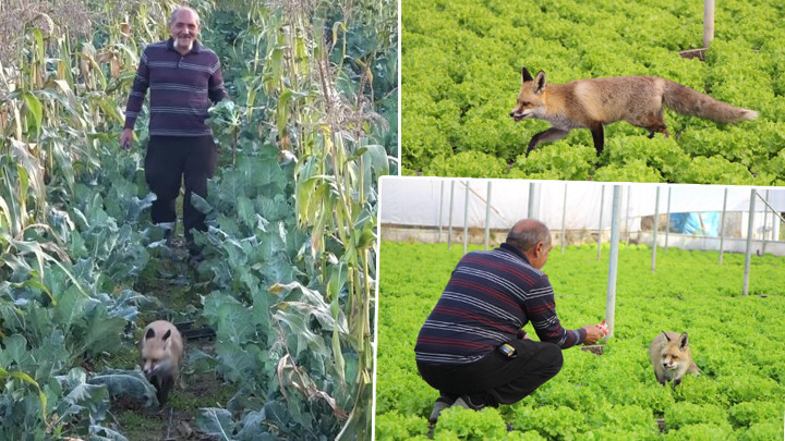 Amasya’da çiftçi ile tilkinin sıra dışı dostluğu… ‘Alıştırmak için 1 ay mangal partisi yaptım’