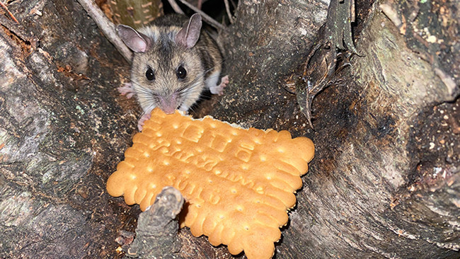 Amasya’da görüldü: Nesli tükenmekte olan fareyi elleriyle besledi