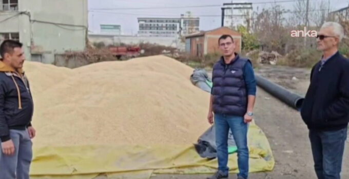 CHP’li Akgüngör’den TMO’ya çeltik alım fiyatı tepkisi: ‘Çiftçimizi desteklersek bu ülke var olur’