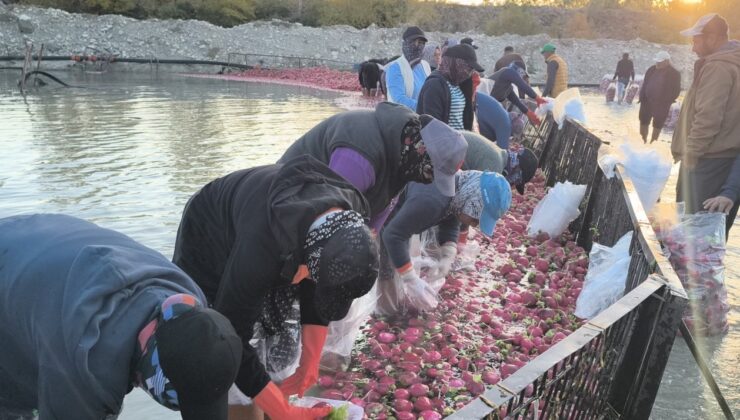 Çiftçi isyanda! Üretici kazanmıyor, aracı kazanıyor