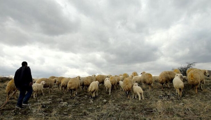 Cinayetten hükümlü kişi çobanlık yaparken yakalandı