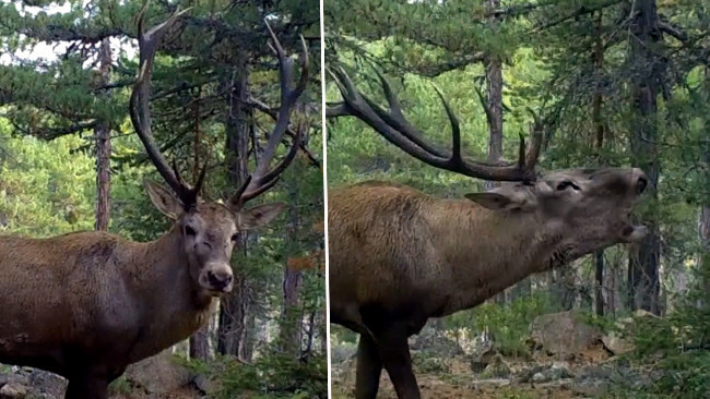 Dünyanın en büyüklerinden: Ankara’da görüldü! ‘Önce sessizliği bozdu sonra unutulmaz bir bakış attı’