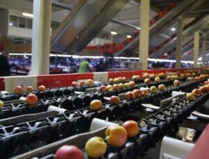 Dünyaya meyve ihraç eden Türk gıda devi mali darboğazda