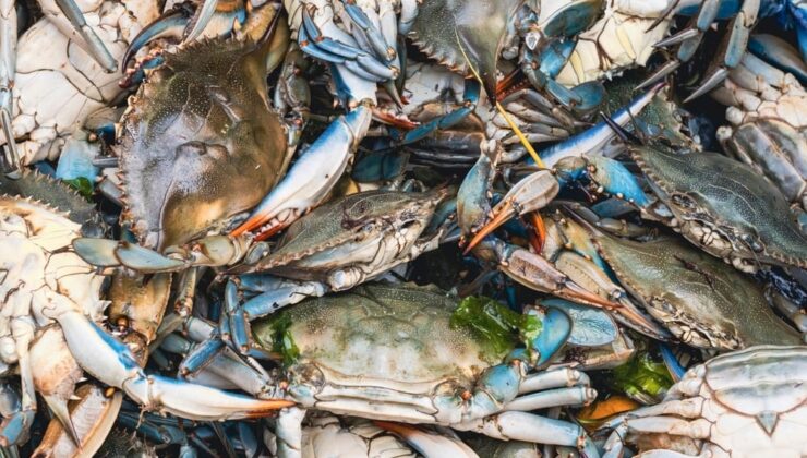 Elektrikli araçlarda yengeç ve ıstakoz kullanıp fiyatları düşürecekler