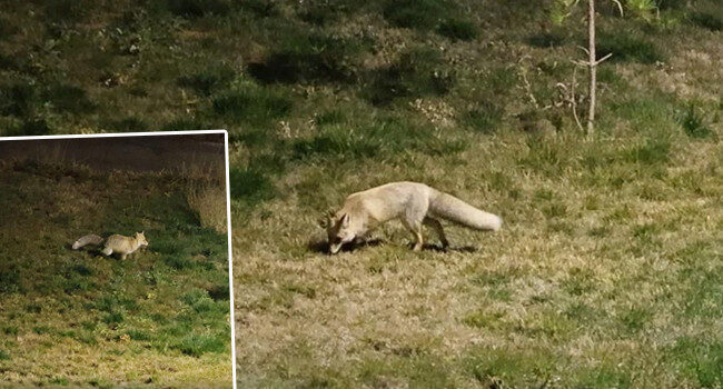 Gece saatlerinde şehir merkezine indiler! Kimseye aldırmadan dolaştılar