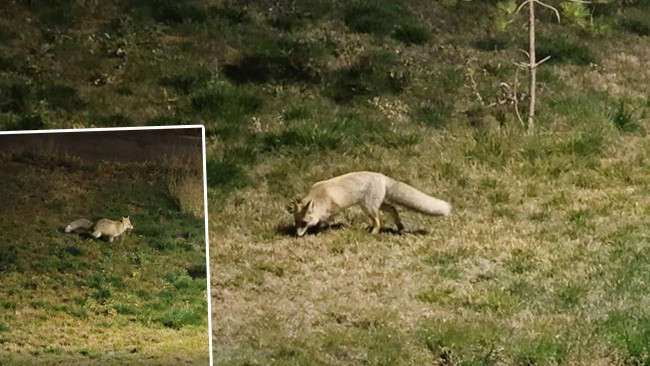 Gece saatlerinde şehir merkezine indiler! Kimseye aldırmadan dolaştılar